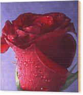 Red Rosebud Iv Wood Print