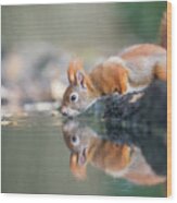 Red Squirrel Wood Print