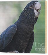 Red-tailed Black Cockatoo Wood Print