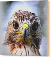 Red-tailed Hawk Headshot Wood Print