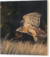 Red-tailed Hawk In Flight Wood Print