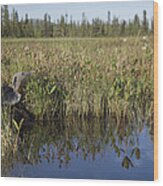 Red-throated Loon Nesting At Waters Wood Print