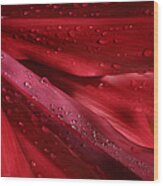 Red Ti The Queen Of Tropical Foliage Wood Print