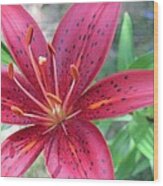 Red Tiger Lily Close-up 6 Wood Print
