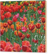 Red Tulips Wood Print