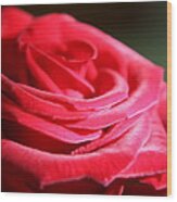 Red Velvet Rose By Morning Light Wood Print