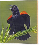 Redwing Black Bird At Full Song Wood Print