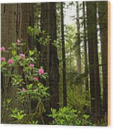 Redwood Trees And Rhododendron Flowers Wood Print