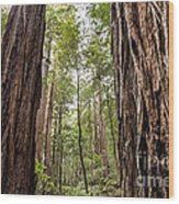 Redwoods Wood Print