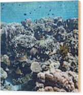 Reef Diversity In Indonesia Wood Print