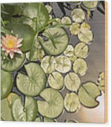 Reflected Light Upon Flowering Water Lilies Wood Print