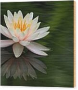 Reflections Of A Water Lily Wood Print