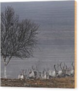 Reindeer Herd Approaching Wood Print