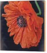 Remembrance Day Poppy Wood Print