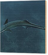 Remora, South Africa Wood Print
