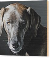 Rescue Dog - Osa Wood Print