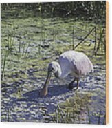 Reseate Spoonbill Vi Wood Print