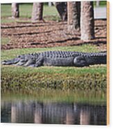 Resident Alligator At Osprey Point Wood Print