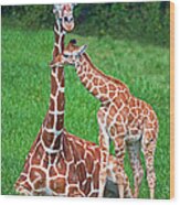 Reticulated Giraffe Calf With Mother Wood Print
