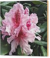 Rhododendron 2 Wood Print