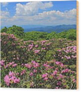 Rhododendrons Craggy Gardens Blue Ridge Parkway Wood Print