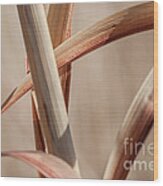 Ribbons Of Grass 1 Wood Print