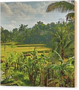 Rice Field, Ubud Area, Bali Wood Print