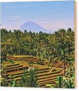 Rice Field Wood Print