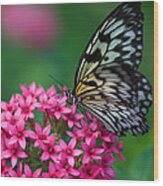 Rice Paper Butterfly Wood Print