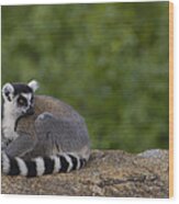 Ring-tailed Lemur Resting On Rocks Wood Print