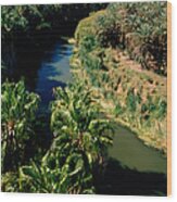 Rio Mulege And Palm Grove From Wood Print