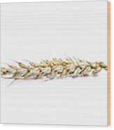 Ripe Wheat Ear Isolated On White Wood Print