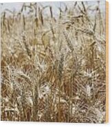 Ripe Wheat Field Wood Print