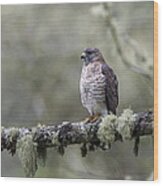 Roadside Hawk Buteo Magnirostris Perched On A Lichen-covered Branch 2 Wood Print