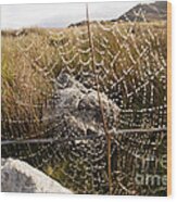 Rock In A Web Wood Print