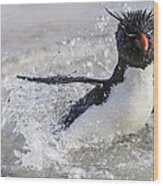 Rockhopper Penguin Splashing Falklands Wood Print