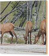 Rocky Mountain Elk Wood Print