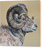 Rocky Mountain Ram Wood Print