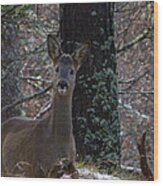 Roe Deer - Surprise Encounter Wood Print