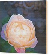Rose 325 Wood Print
