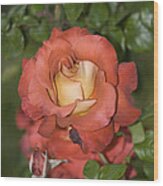 Rose 6 Wood Print