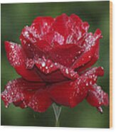 Rose 9 Wood Print