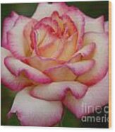 Rose Beauty Wood Print