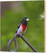 Rose Breasted Grosbeak Wood Print