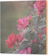 Rose Bush Wood Print