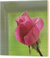Rose Complimentary Wood Print