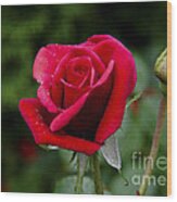 Rose In Bloom Wood Print