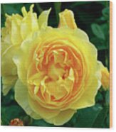 Rose (rosa 'charlotte') Wood Print