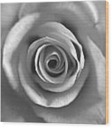 Rose Spiral 4 Wood Print