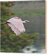 Roseate Spoonbill In Flight Wood Print